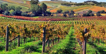 Sonora Murphy’s Wine Country