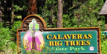 Calaveras Big Trees State Park